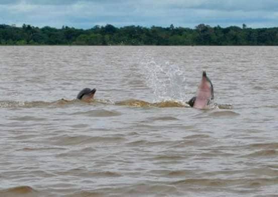 A&T Amazon Backpacker'S Bed & Breakfast Iquitos Exterior photo